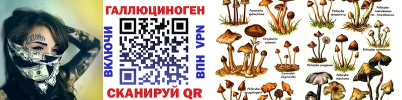 Псилоцибиновые грибы прущие грибы  omg как зайти  Можга  закладки 